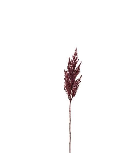 Pampasgräs - Burgundy - 80 cm - www.frokenfraken.se