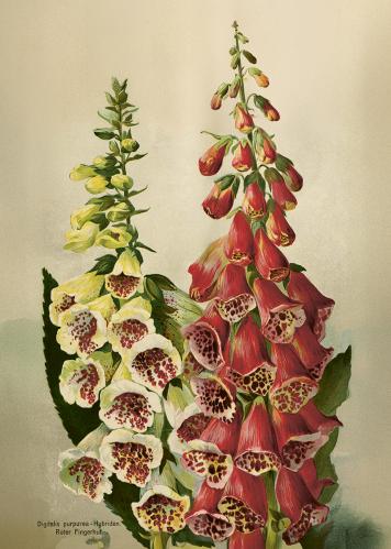 Poster - Fingerborgsblomma - 50 x 70 cm - www.frokenfraken.se