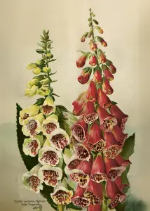 Poster - Fingerborgsblomma - 50 x 70 cm - www.frokenfraken.se