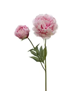 Pion - Rosa - 75 cm - www.frokenfraken.se