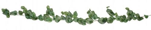 Peperomia girlang - Grön - 180 cm - www.frokenfraken.se