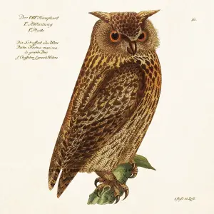 Servett - Uggla - 33 x 33 cm - www.frokenfraken.se