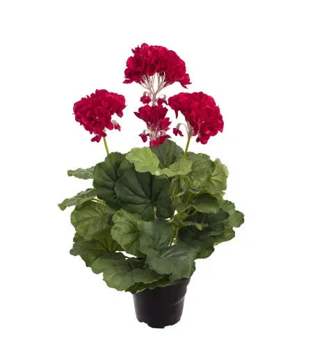 Pelargon Mårbacka - Röd - 40 cm - www.frokenfraken.se