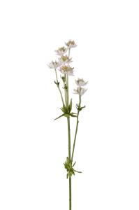 Stjärnflocka - Rosa - 55 cm - www.frokenfraken.se