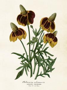 Poster - Mexikansk Hattblomma - 18 x 24 cm - www.frokenfraken.se