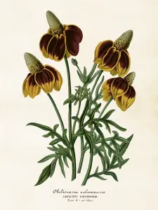Poster - Mexikansk Hattblomma - 18 x 24 cm - www.frokenfraken.se