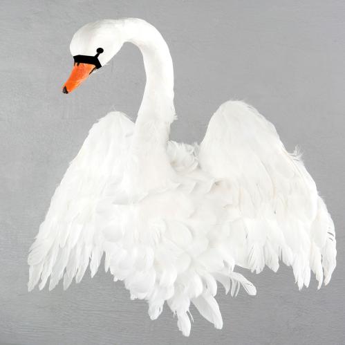 Svan med vingar - Vit för vägg - 85 x 60 cm - www.frokenfraken.se