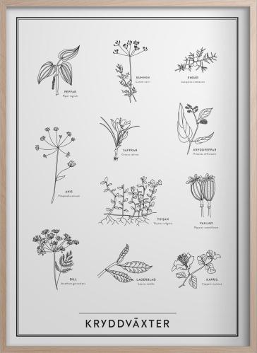 Poster - Kryddväxter - 30 x 40 cm - www.frokenfraken.se