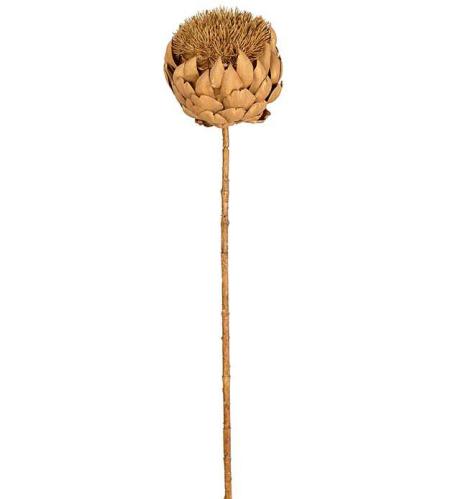 Kronärtskocka - Brun - 80 cm - www.frokenfraken.se