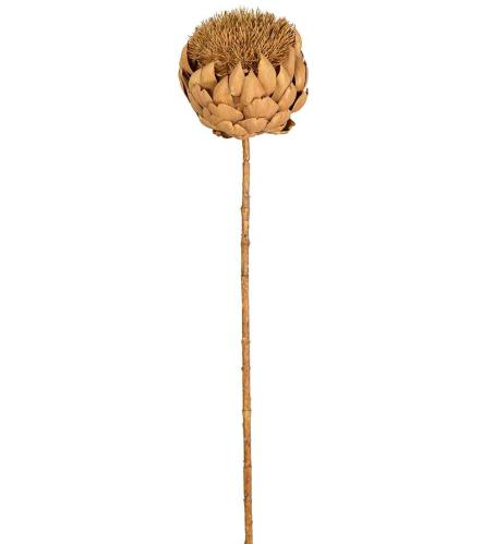 Kronärtskocka - Brun - 80 cm - www.frokenfraken.se