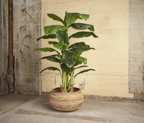 Banan - Bananträd i kruka - 150 cm - www.frokenfraken.se