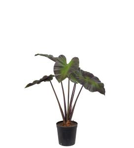 Alocasia - Grön - 100 cm - www.frokenfraken.se