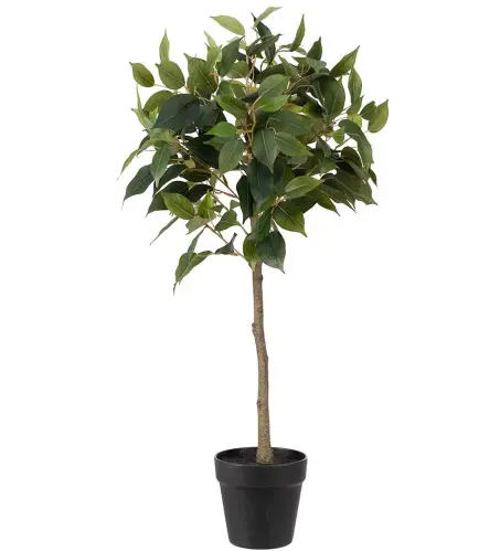 Fikus Benjamin - Grön - 75 cm - www.frokenfraken.se
