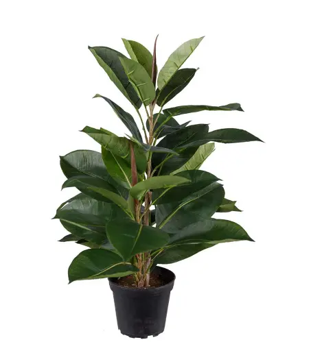 Fikus Robusta - Grön - 50 cm - www.frokenfraken.se