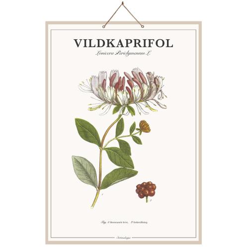 Skolplansch Vildkaprifol - L44 x B66 cm - www.frokenfraken.se