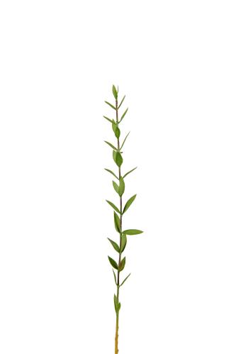 Eucalyptus - Grön - 45 cm - www.frokenfraken.se