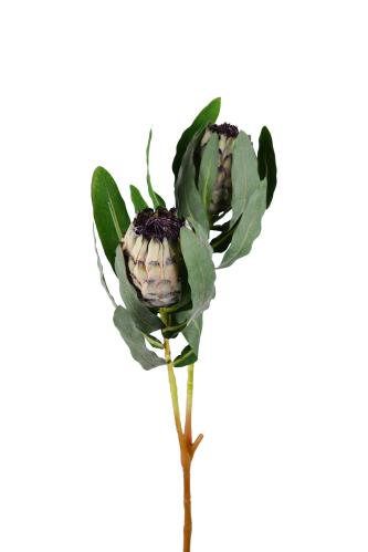 Protea - Grön - 80 cm - www.frokenfraken.se