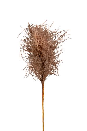 Gräs - Brun - 75 cm - www.frokenfraken.se