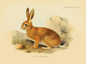 Poster - Hare - 18 x 24 cm - www.frokenfraken.se