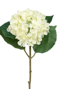 Hortensia - Vit sidenblomma - Ø12 cm - www.frokenfraken.se