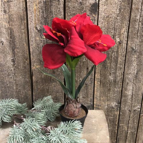 Amaryllis - Röd - 45 cm - www.frokenfraken.se
