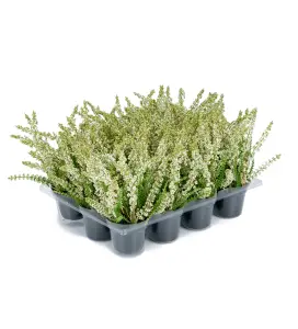 Ljung Vit - Konstväxt - 18 cm - 1 st - www.frokenfraken.se