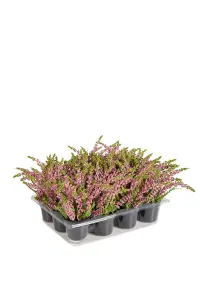 Ljung - 18 cm - 1st - www.frokenfraken.se