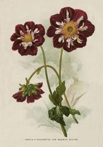 Poster - Dahlia - 35 x 50 cm - www.frokenfraken.se