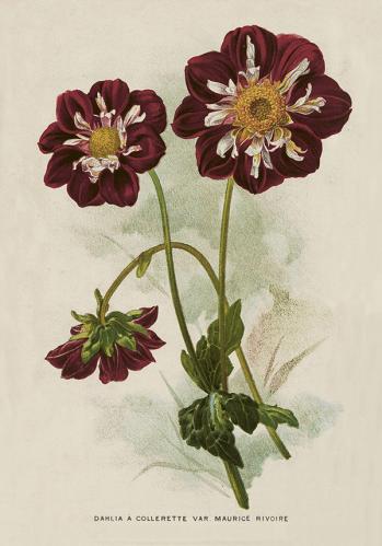 Poster - Dahlia - 35 x 50 cm - www.frokenfraken.se