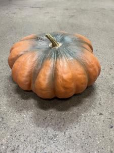 Pumpa - Orange - Dekoration - 34,5 x 18 cm - www.frokenfraken.se