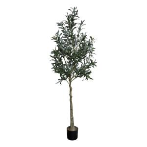 Olivträd - 170 cm - www.frokenfraken.se