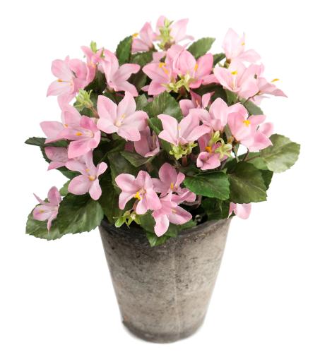 Campanula - Rosa - 25 cm - www.frokenfraken.se