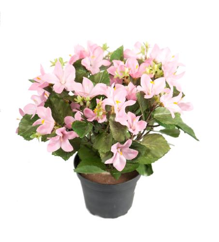 Campanula - Rosa - 25 cm - www.frokenfraken.se