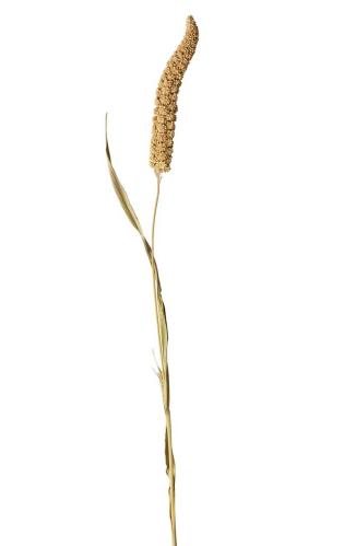 Torkat Kavelhirs - 100g - Natur - 65/75 cm - www.frokenfraken.se