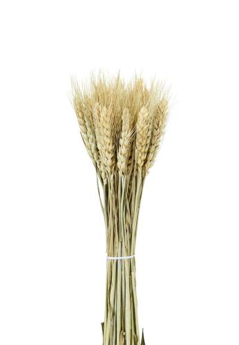 Torkat Vete - 70g - Natur - 70/75 cm - www.frokenfraken.se