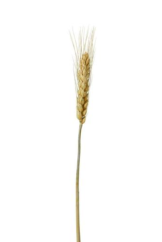 Torkat Vete - 70g - Natur - 70/75 cm - www.frokenfraken.se