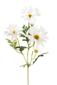 Prästkrage - Naturtrogen snittblomma - www.frokenfraken.se