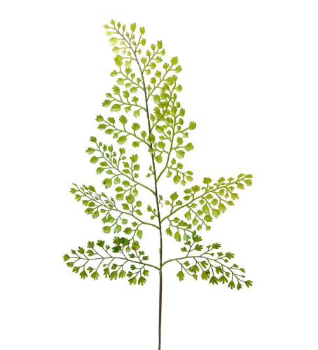 Adiantum - Grönt konstgjort blad - 60 cm - www.frokenfraken.se
