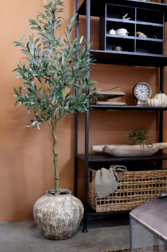 Olivträd - 170 cm - www.frokenfraken.se