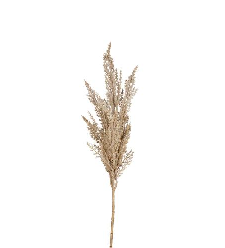 Pampasgräs - Natur - 80 cm - www.frokenfraken.se