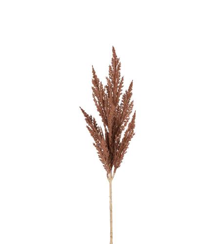 Pampasgräs - Brun - 80 cm - www.frokenfraken.se