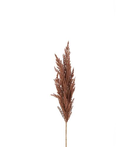 Pampasgräs - Brun - 90 cm - www.frokenfraken.se