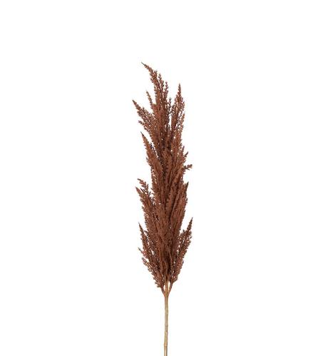 Pampasgräs - Brun - 120 cm - www.frokenfraken.se