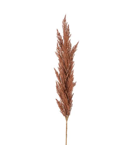 Pampasgräs - Brun - 150 cm - www.frokenfraken.se