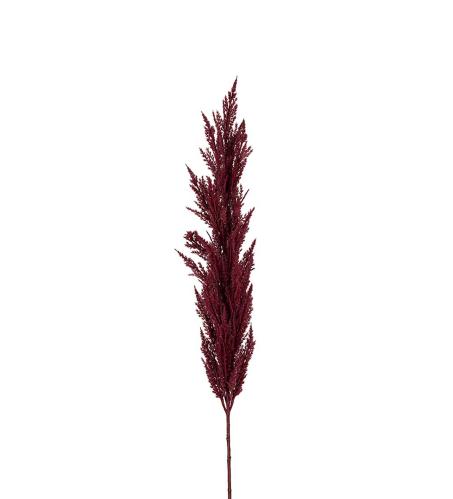 Pampasgräs - Burgundy - 150 cm - www.frokenfraken.se