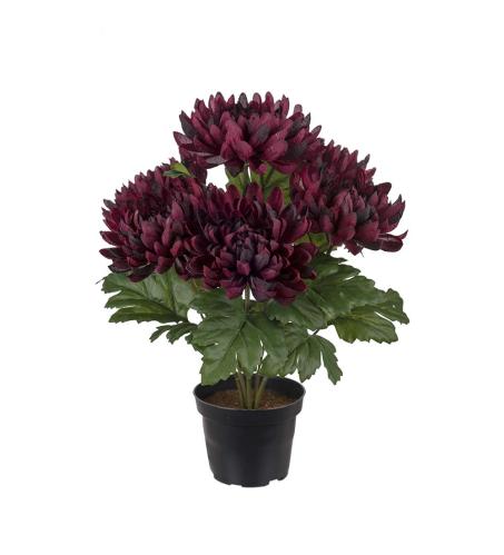 Chrysanthemum - Röd - 30 cm - www.frokenfraken.se