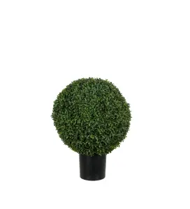 Buxbom - 50 cm - www.frokenfraken.se
