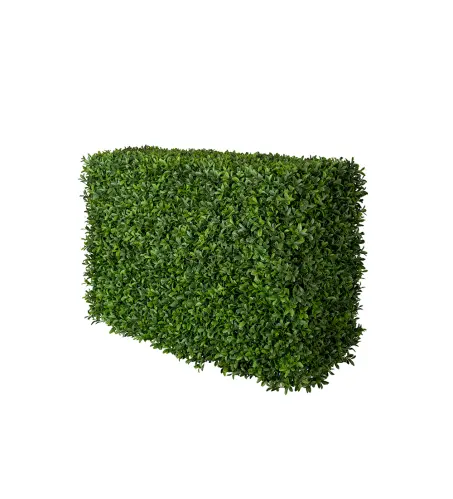 Buxbom - Häck - 50 cm - www.frokenfraken.se