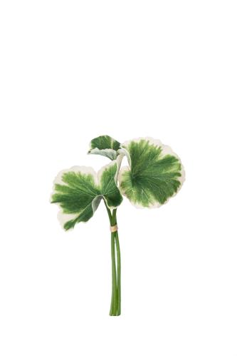 Geranium bunt - Grön - 20 cm - www.frokenfraken.se
