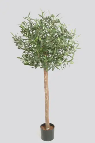 Olivträd - 110 cm - www.frokenfraken.se